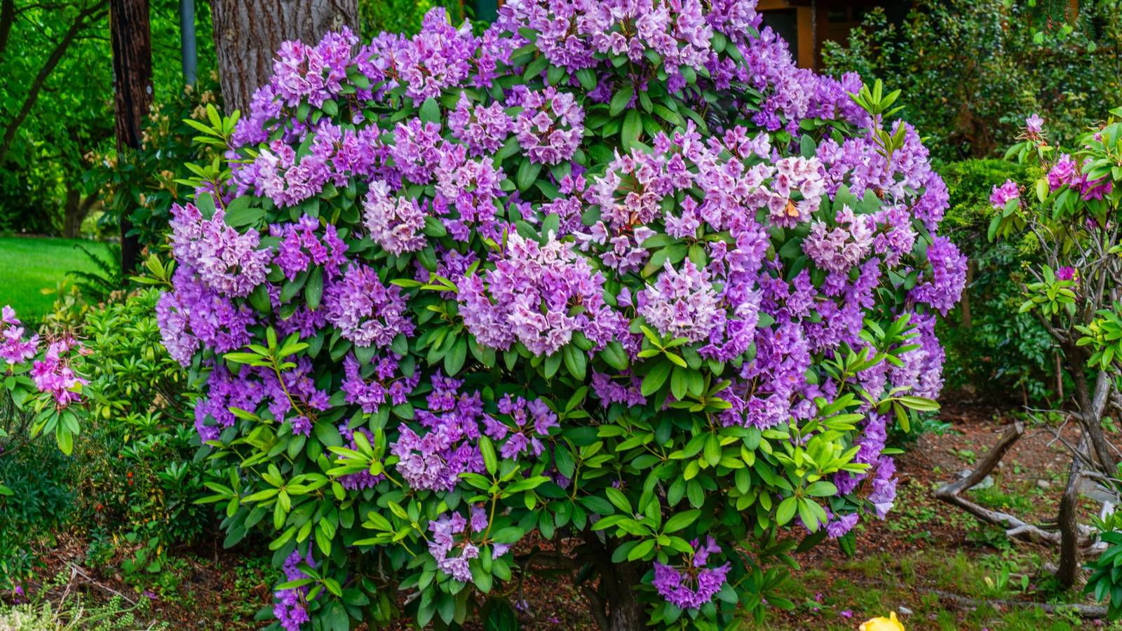 Rhododendrons: Bold Color and Structure for Your Landscape