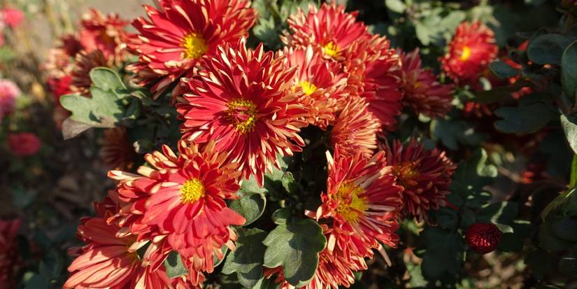 Top Fall Mums to Plant for Lasting Blooms and Autumn Beauty