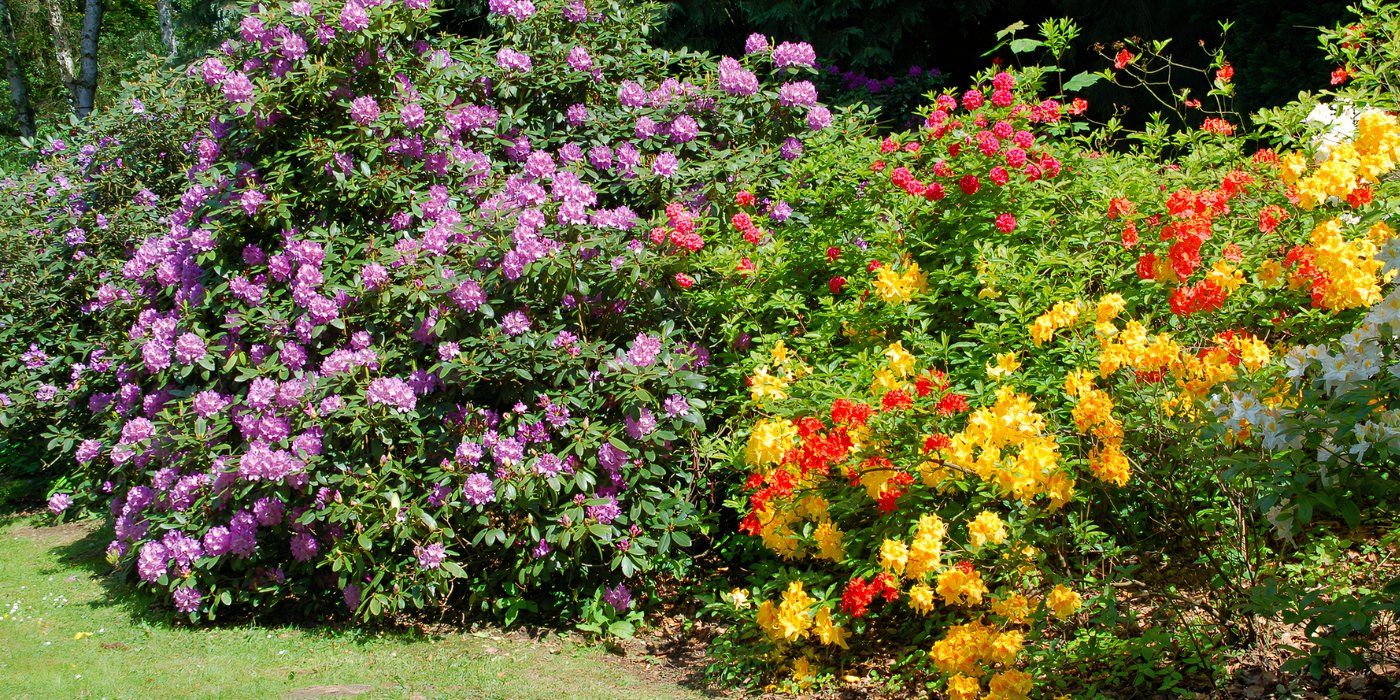 Rhododendrons: Bold Color and Structure for Your Landscape