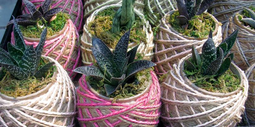 Seed Rope Plant Rope 6 Creative Ways to Incorporate Rope in Your Backyard Design