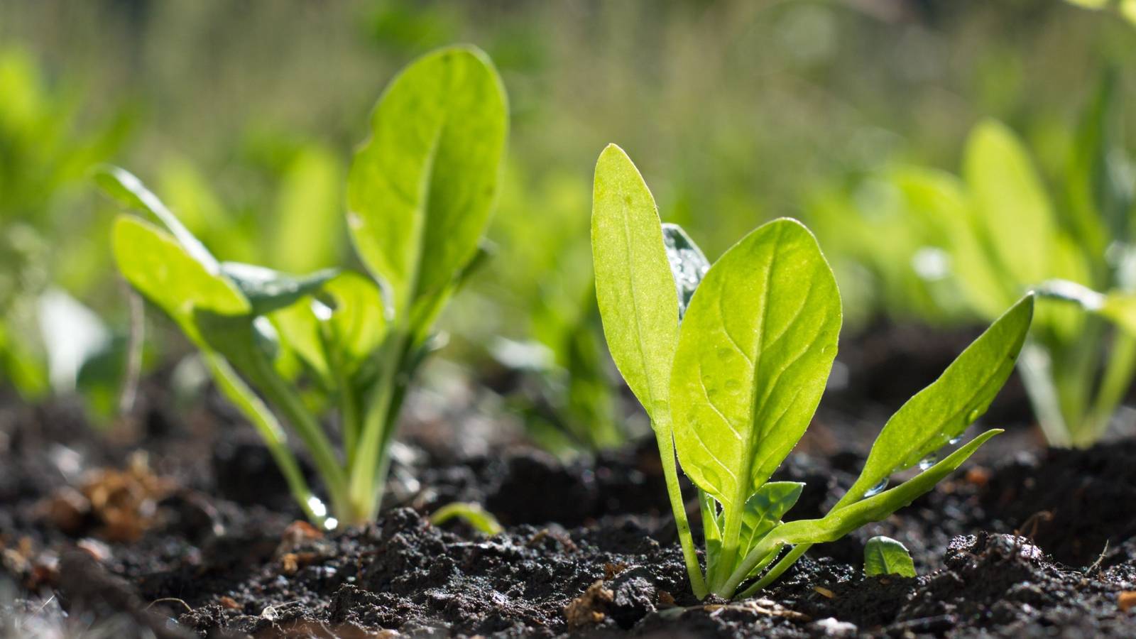 MIT’s Nanotech Spinach: The Truth Behind the ‘Emailing Plants’ Myth