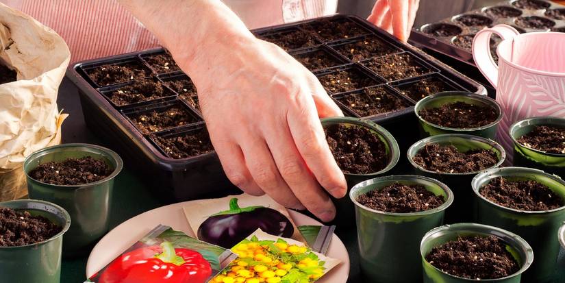 Are Seeds Cheaper Than Plants? Gardening Cost Breakdown