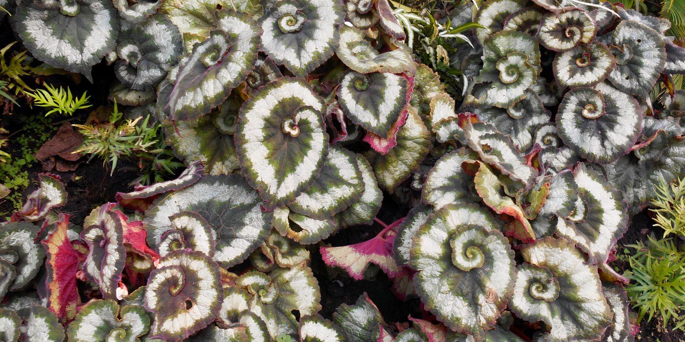 7 Stunning Begonia Varieties to Brighten Your Garden