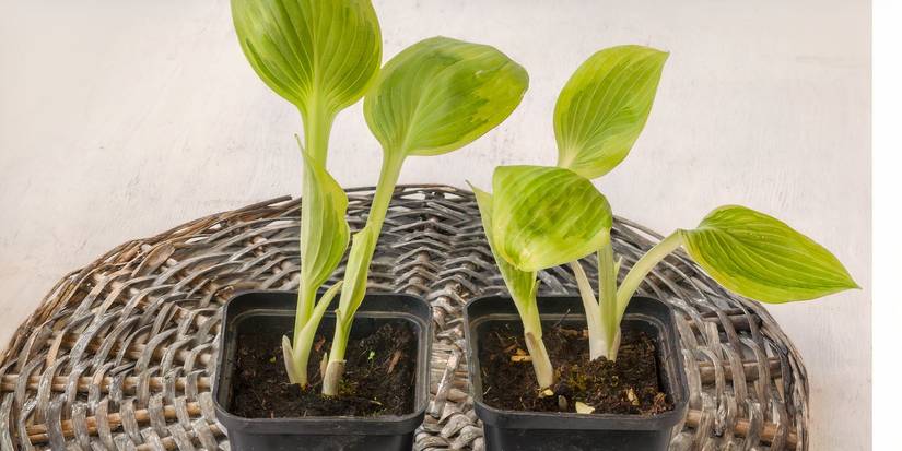 carnivorous plants for indoors Party of Five Carnivorous Plant Bundle