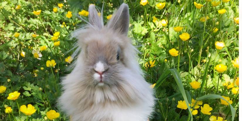 Create a Pet-Safe Garden for Your Exotic Companion