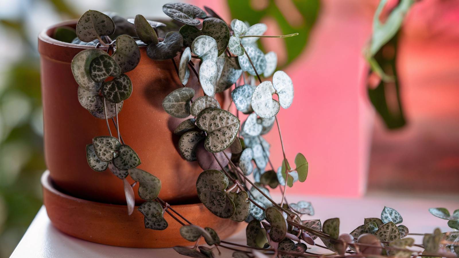 Chain of Hearts: The Romantic Houseplant Stealing Hearts in Home Decor
