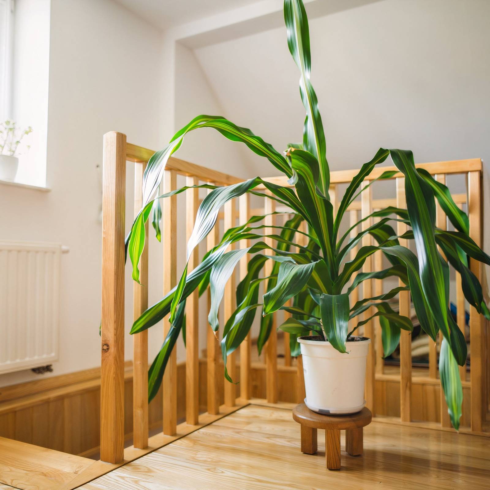 Indoor Corn Plant Care Guide: Growing Tips for the Dracaena