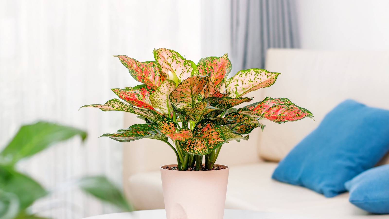 7 Showstopping Hybrid Houseplants for Vibrant Home Decor