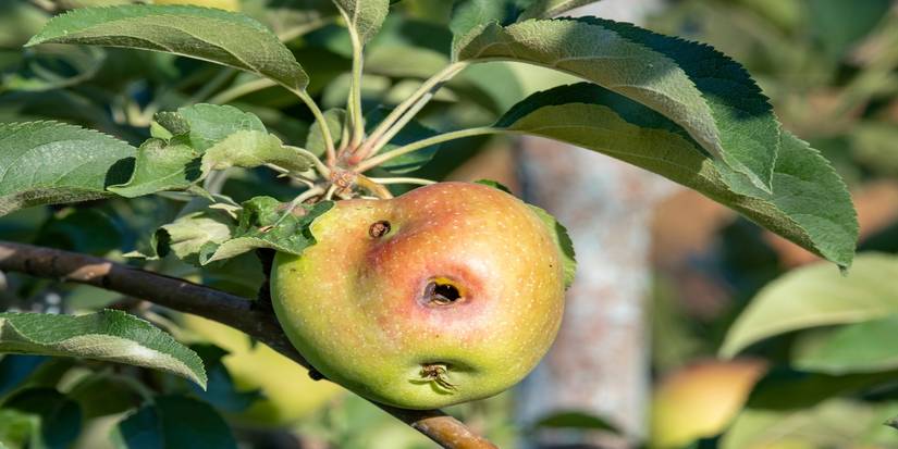 Codling Moth Damage Why Worms End Up in Apples and What It Means For Your Fruit Choices