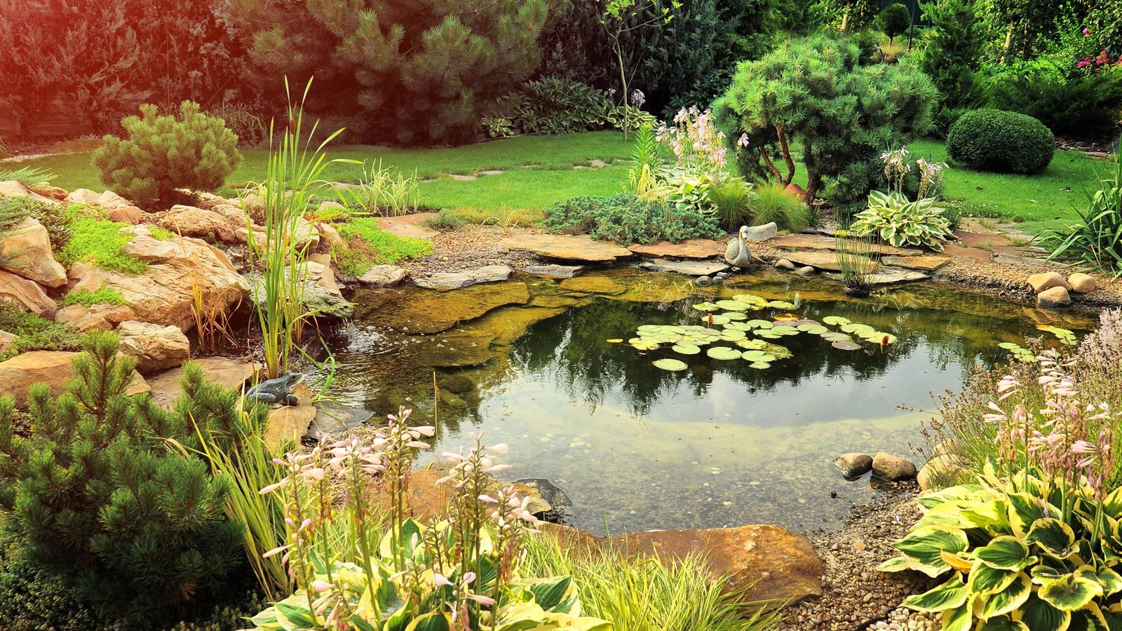 Sustainable Backyard Pond Design for a Thriving Ecosystem