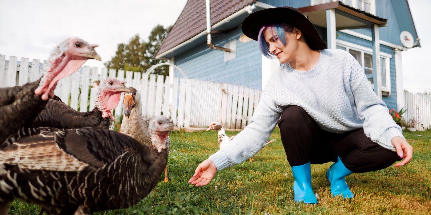 Raising Your Own Thanksgiving Turkey: A Comprehensive Guide