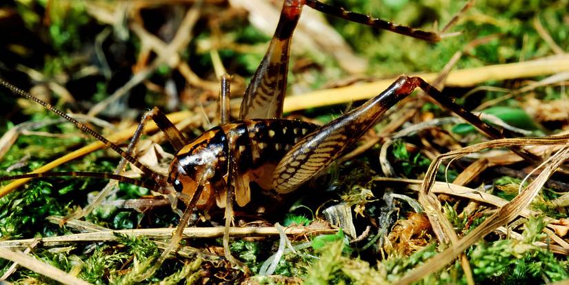 5 Nocturnal Insects: Discover Their Moonlit World