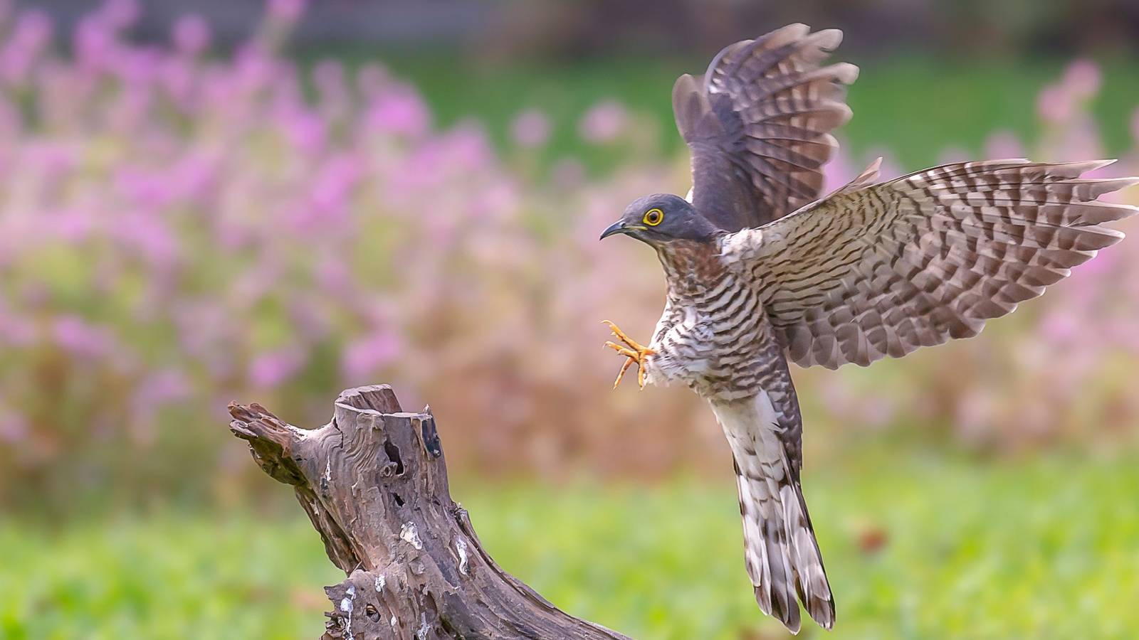 How a Backyard Hawk Can Keep Your Garden Safe