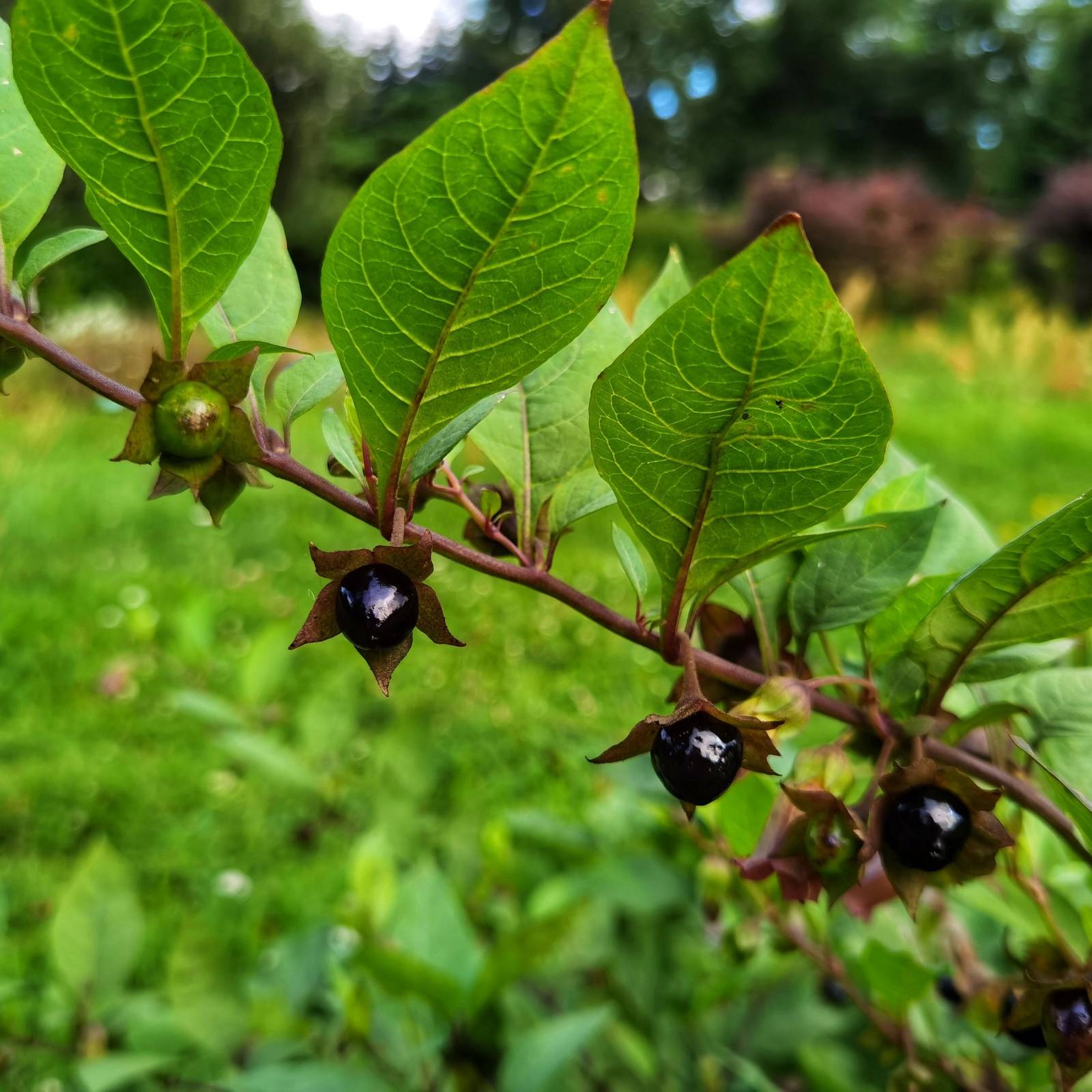 Top Poison Plants Often Mistaken for Edible Flowers and Greens