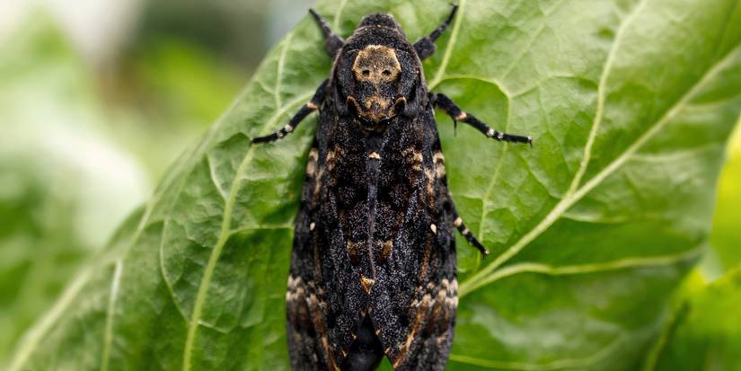 5 Nocturnal Insects: Discover Their Moonlit World