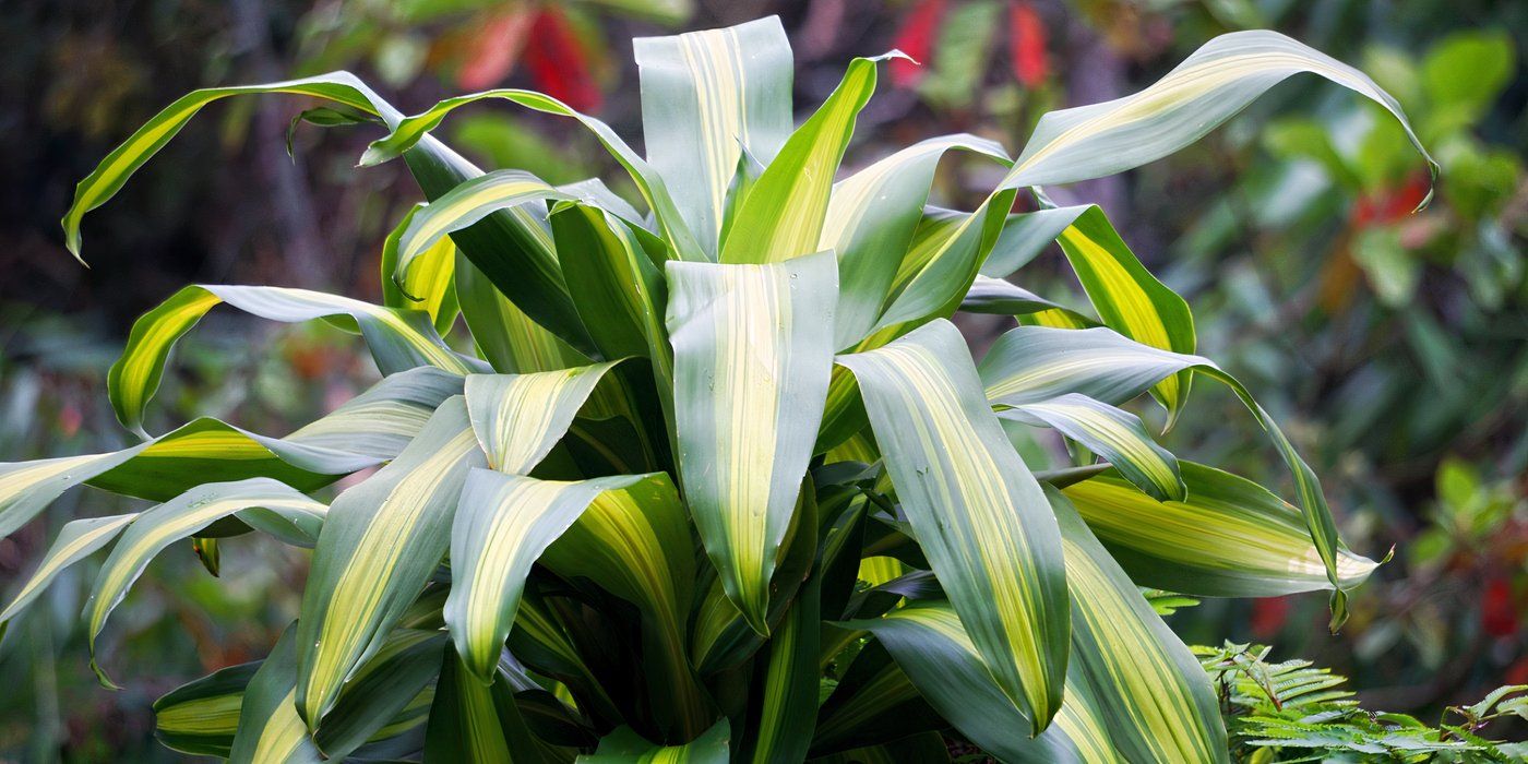 big raven zz plant Zamioculcas Black (Raven) main image 0