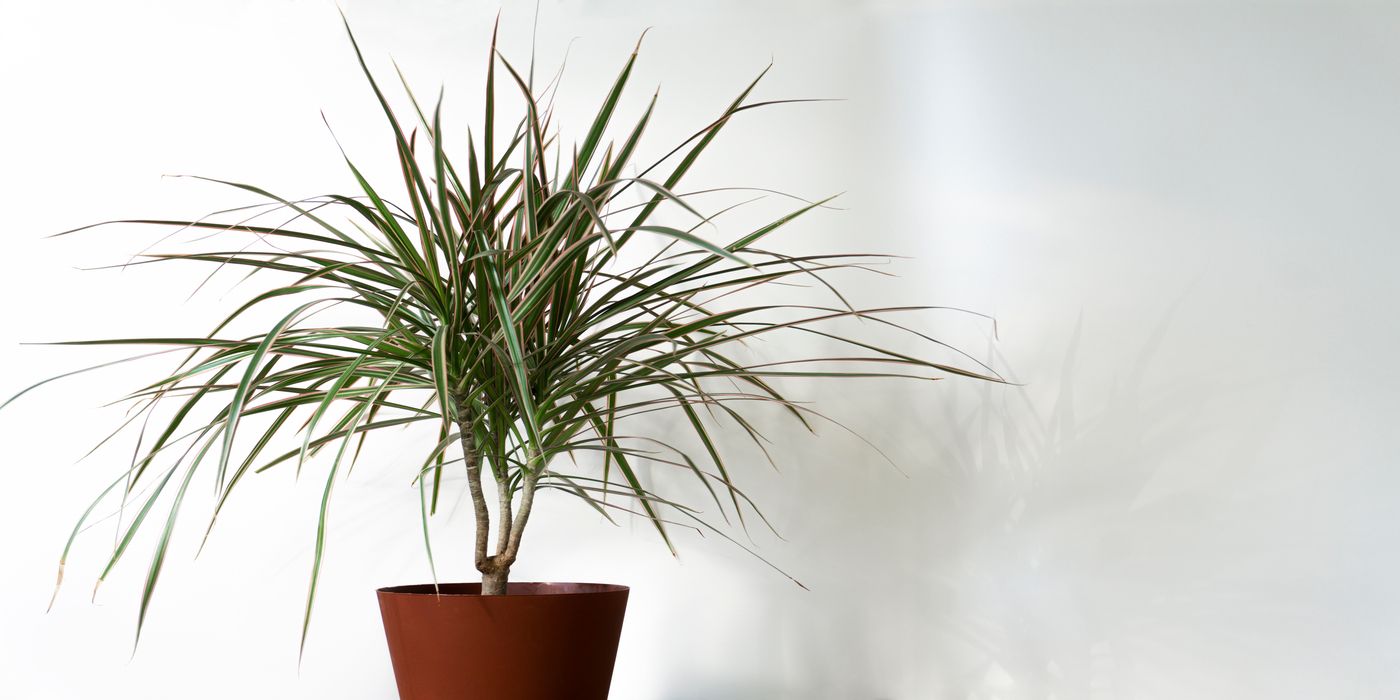 Dragon Tree: The Easy-Care Houseplant That Doubles as Living Art