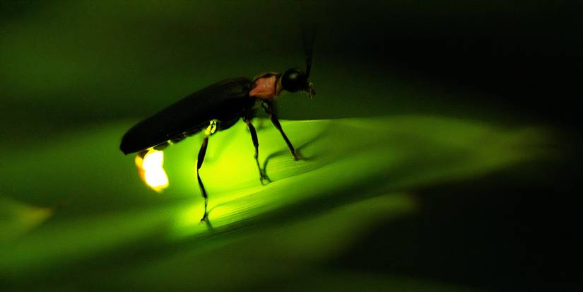 5 Nocturnal Insects: Discover Their Moonlit World