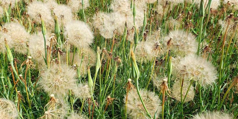 Why Salsify Deserves a Spot in Your Vegetable Garden
