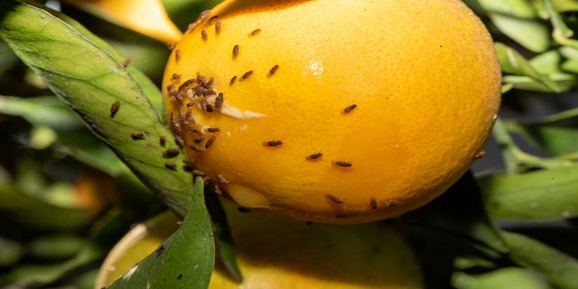 Pest Control: Why California Is Dropping Flies to Protect Its Crops