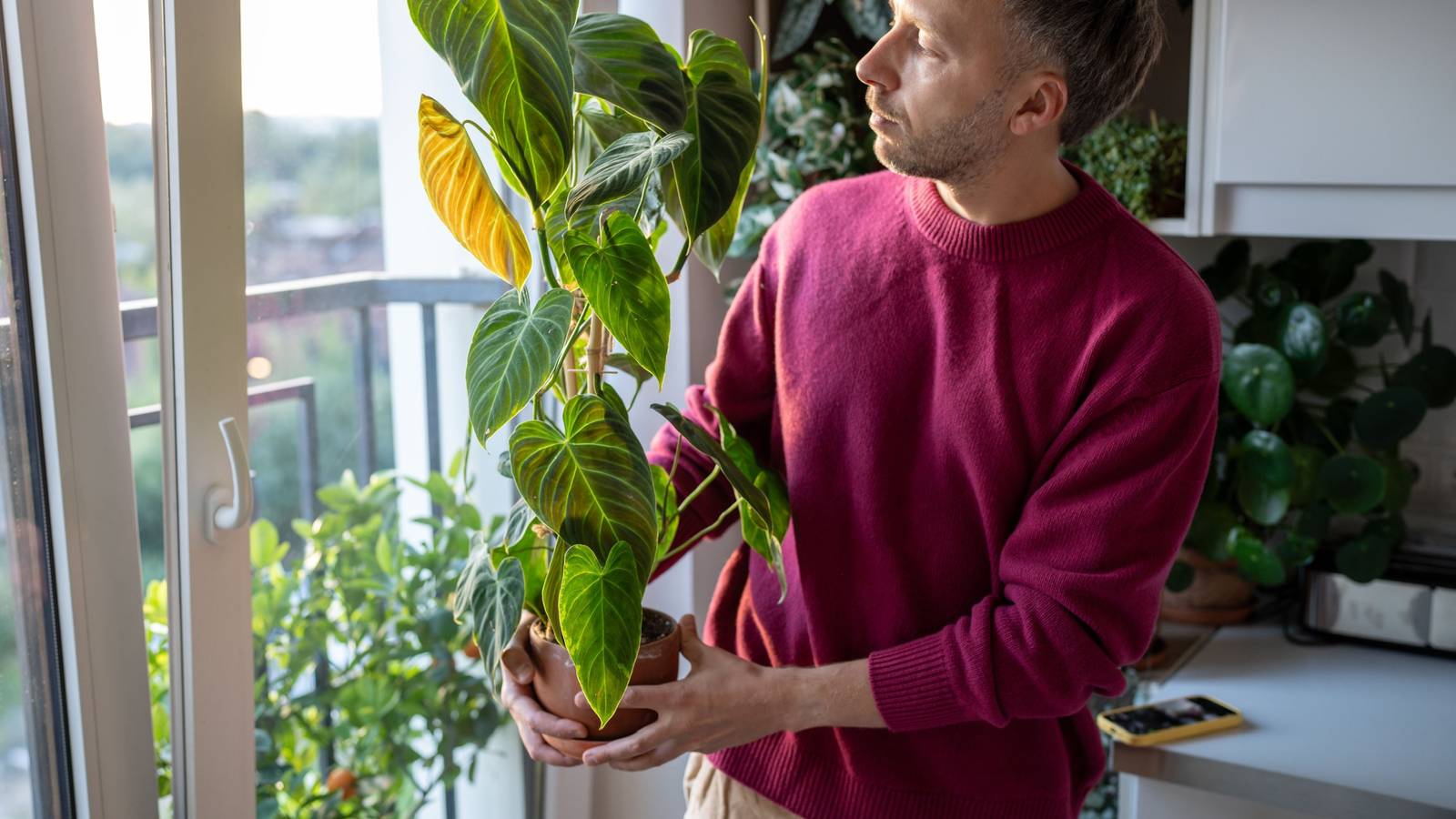 philodendron split leaf Monstera Plant, Split Leaf Philodendron For Sale & Care Tips Medium / Eco Pot / Earl Grey