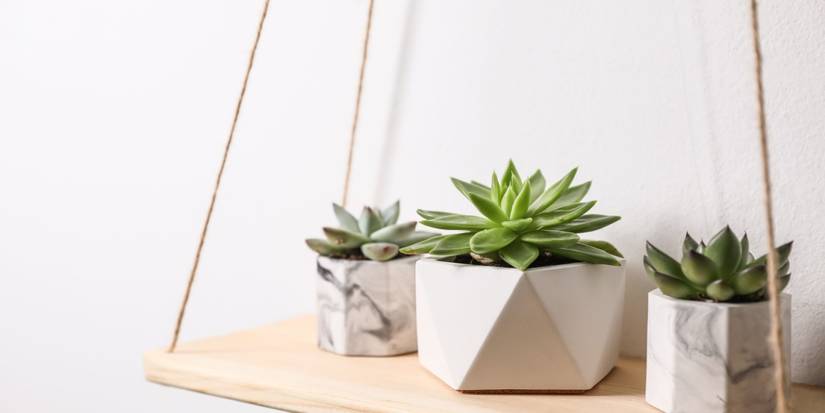Image showcasing Houseplants in Small Spaces: Top 7 Minimalist Planter Designs