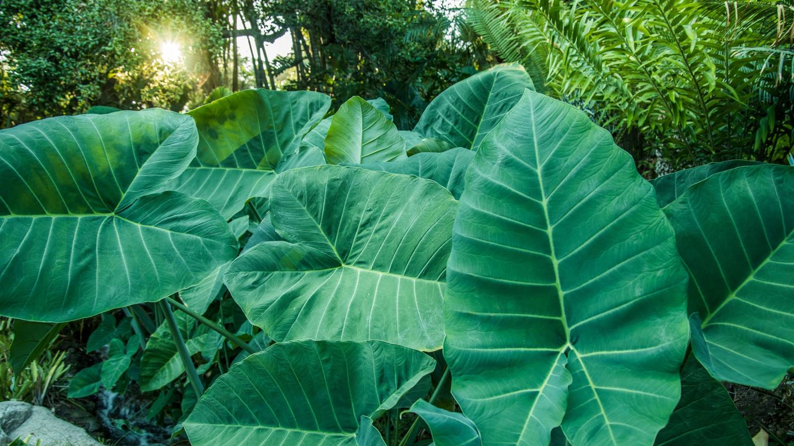 5 Must-Have Plants for Your Lush Rainforest Garden