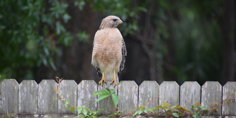 How a Backyard Hawk Can Keep Your Garden Safe