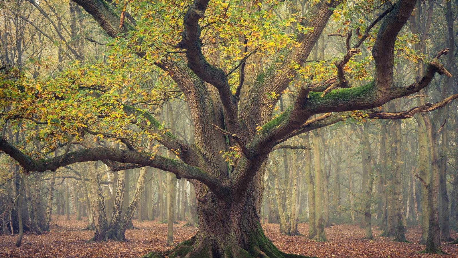 Legendary Trees: Symbols of Life, Wisdom, and Endurance Across Cultures