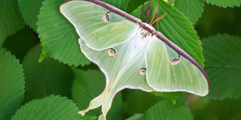 Nochi Insect 5 Nocturnal Insects: Discover Their Moonlit World