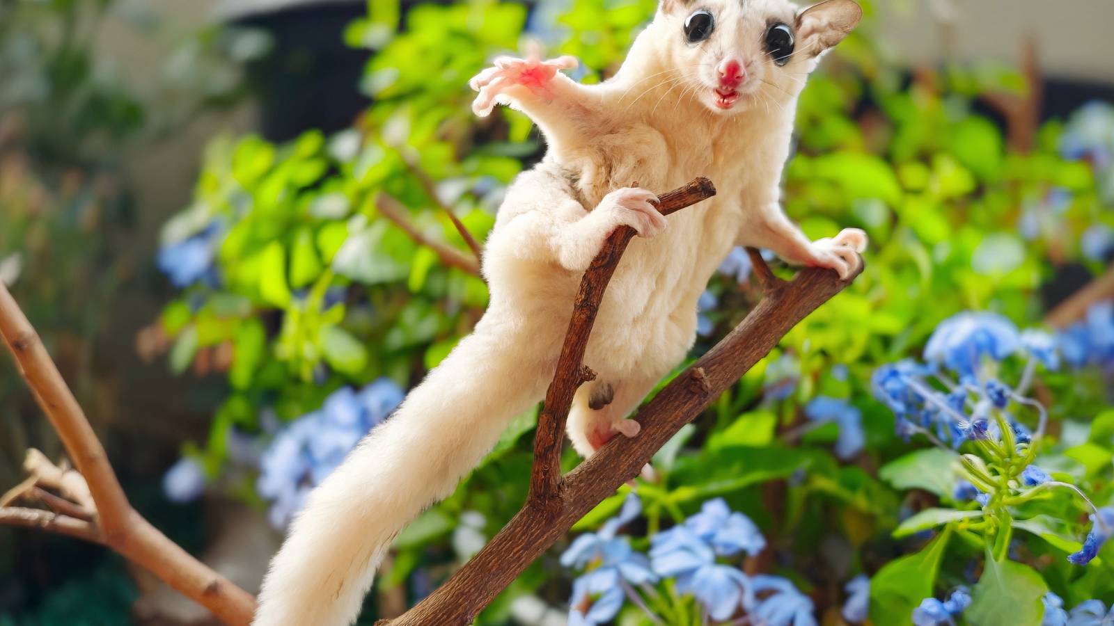 Create a Pet-Safe Garden for Your Exotic Companion