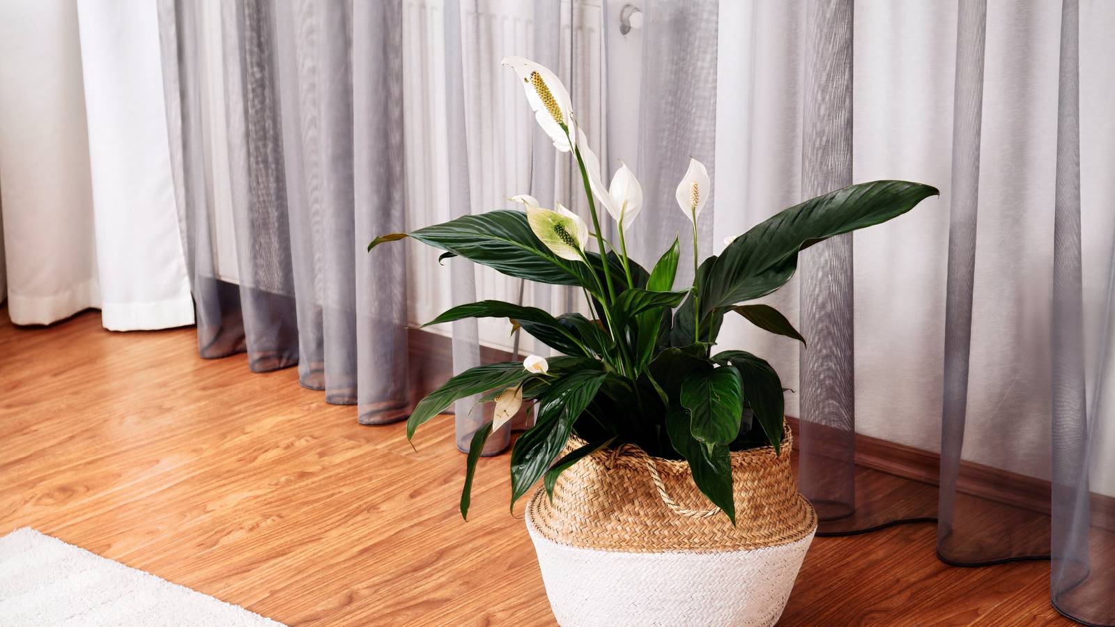 7 Timeless Houseplants for Every Home: Pothos, Snake Plant, ZZ and More