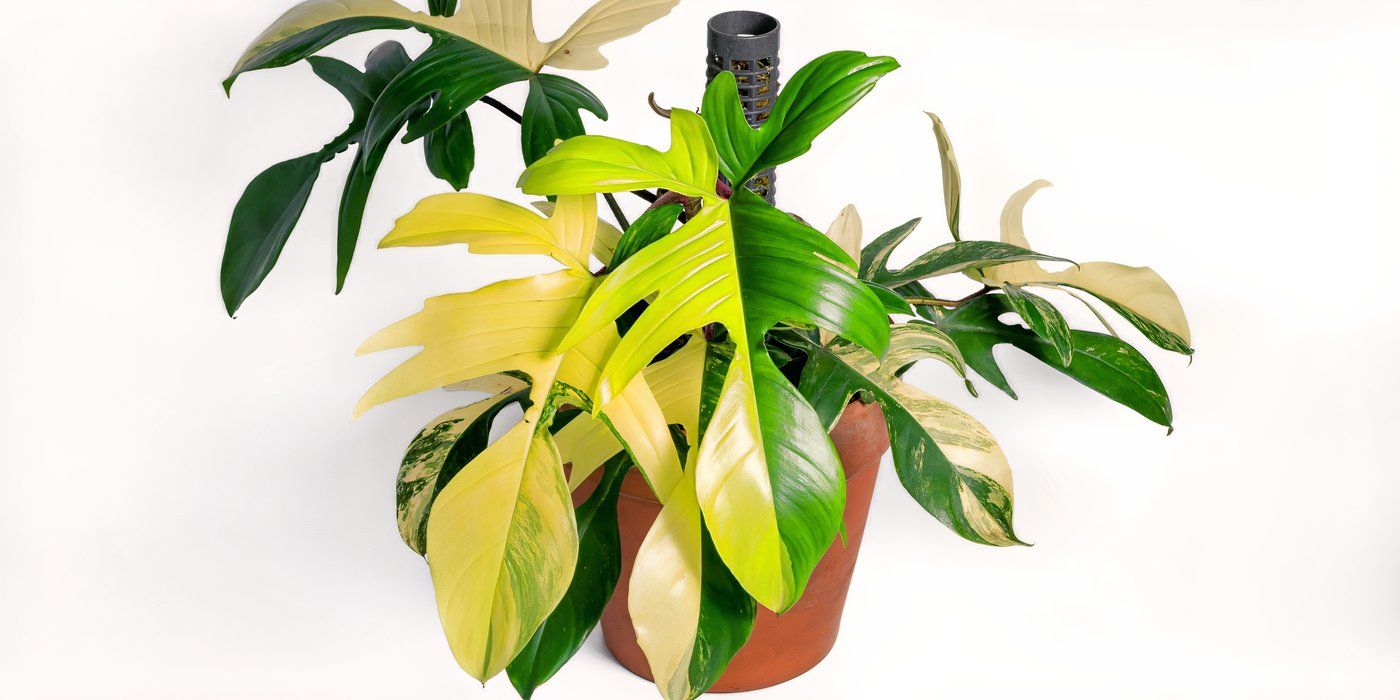 7 Showstopping Hybrid Houseplants for Vibrant Home Decor