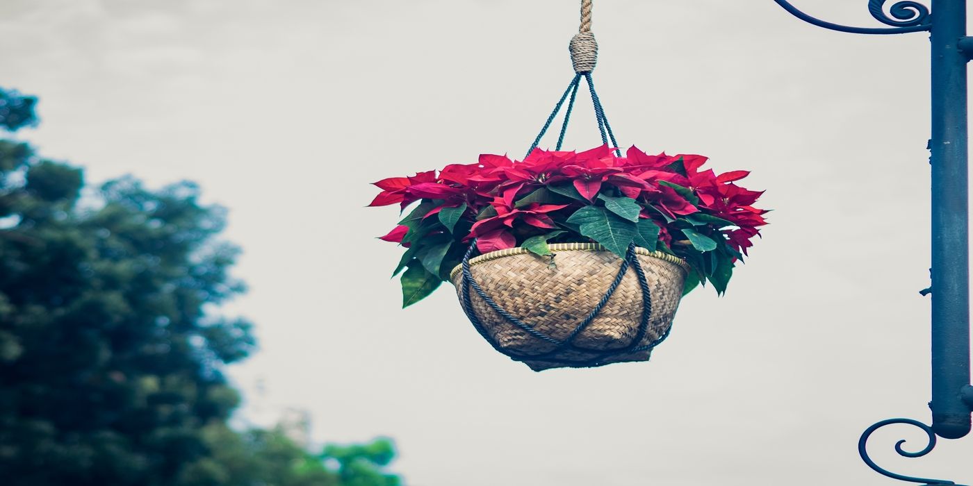 Brighten Every Room With Festive Poinsettia Displays