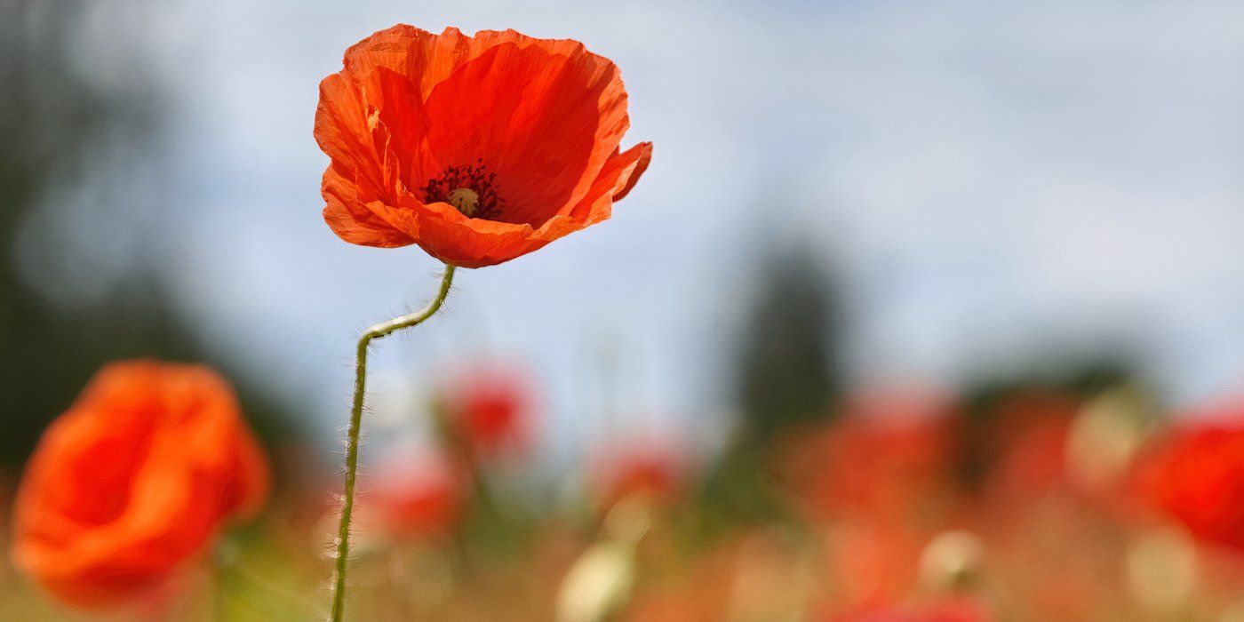 The Poppy Flower: A Vibrant and Versatile Garden Filler
