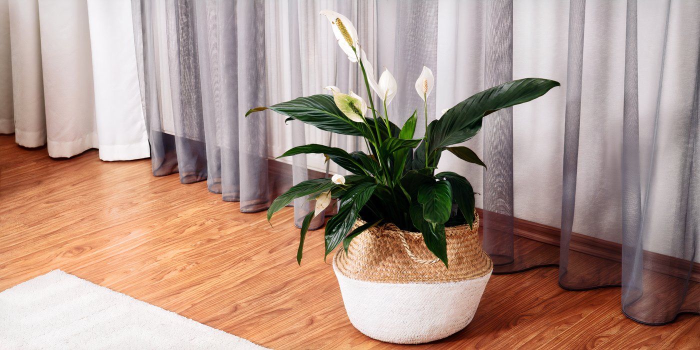 Cold-Tolerant Houseplants That Thrive in Low Light All Winter