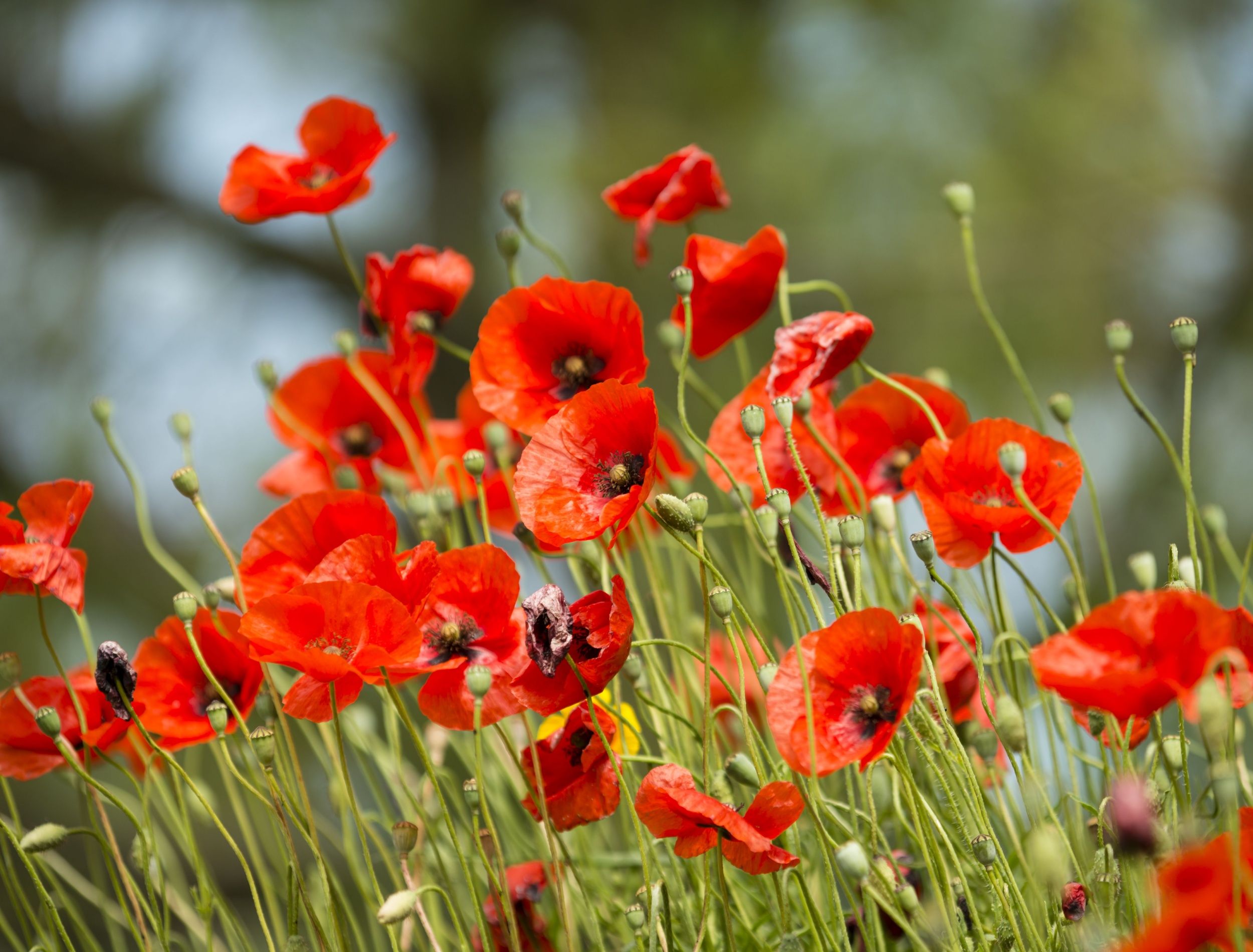 The Poppy Flower: A Vibrant and Versatile Garden Filler