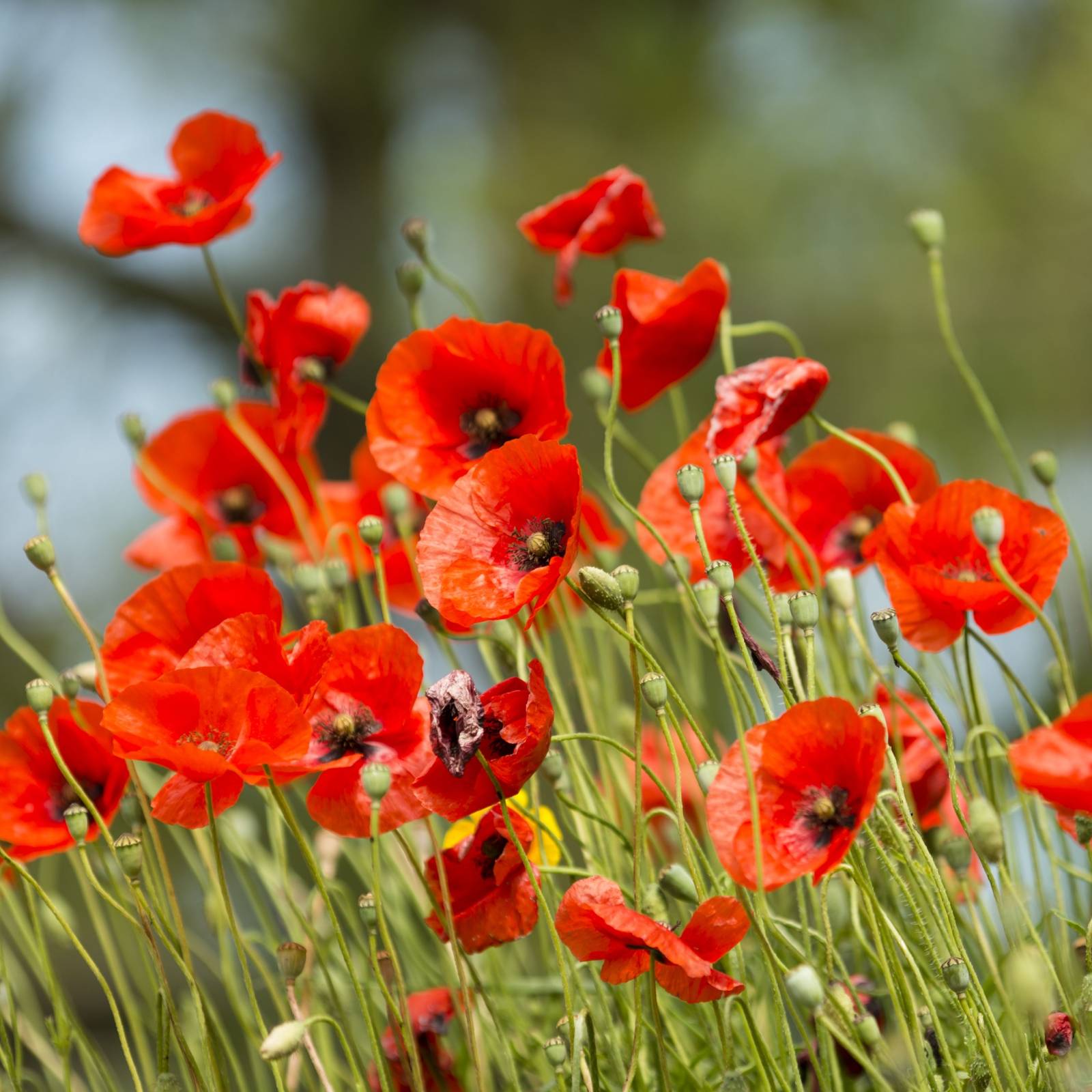 The Poppy Flower: A Vibrant and Versatile Garden Filler