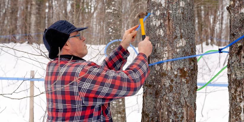 Map Tree Tap Is Tapping Maple Trees Safe? A Guide to Responsible Maple Syrup Production