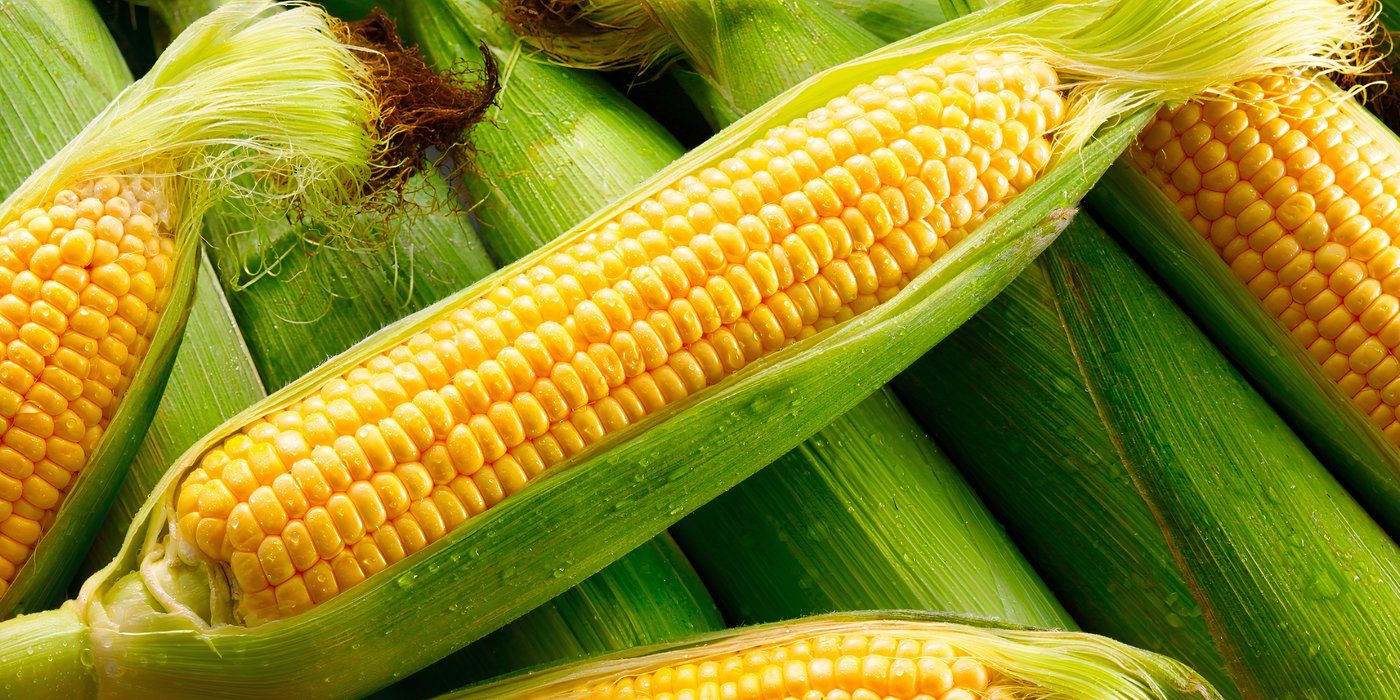 5 Types of Corn to Grow in Your Garden for Flavor and Versatility
