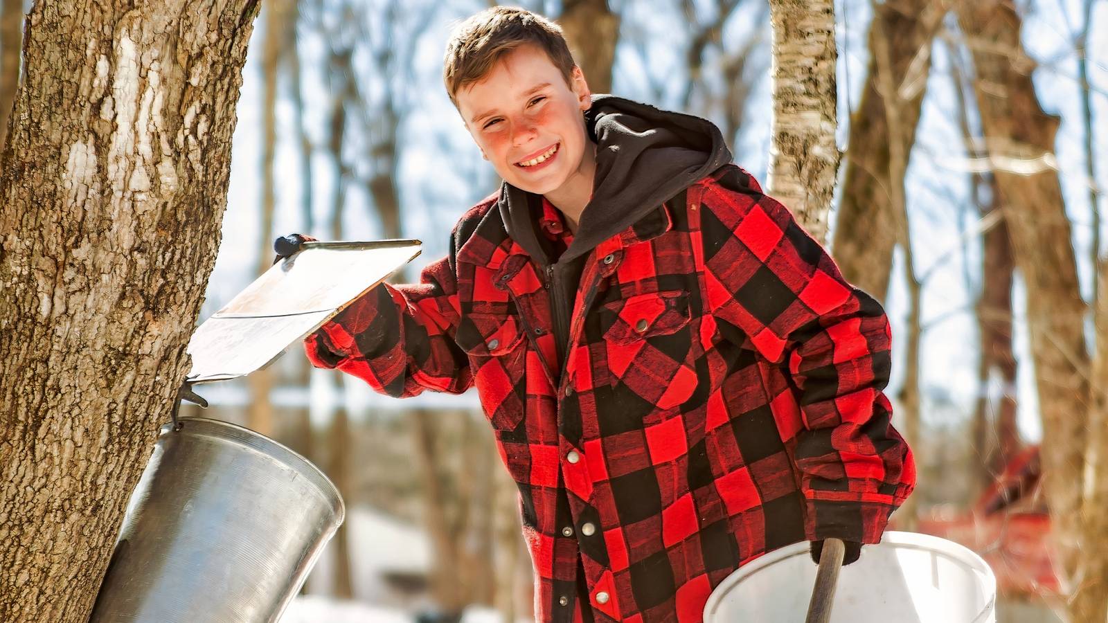 Is Tapping Maple Trees Safe? A Guide to Responsible Maple Syrup Production