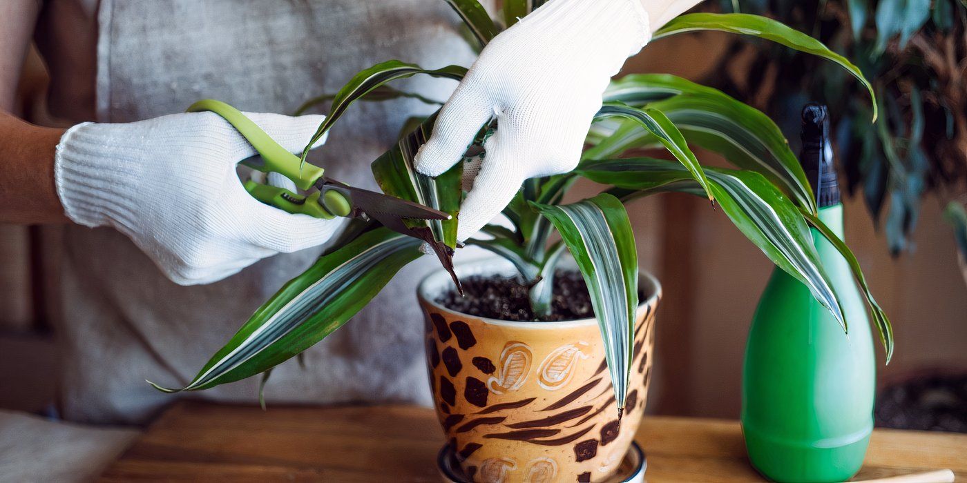 Indoor Corn Plant Care Guide: Growing Tips for the Dracaena