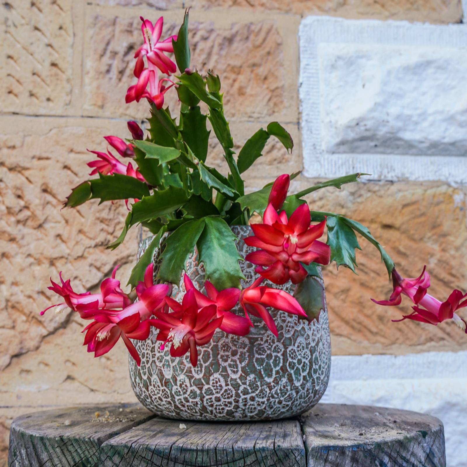 Thanksgiving Cactus: A Gift That Blooms With Gratitude
