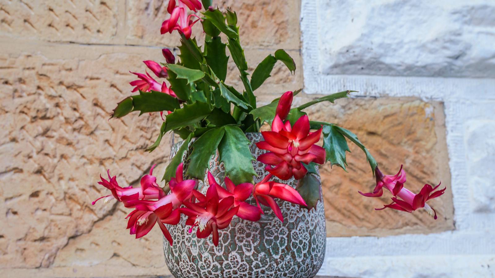 kaktus kaktus Tipps zur Pflege deiner Pflanze : Cactus  PflanzenFuerAlle