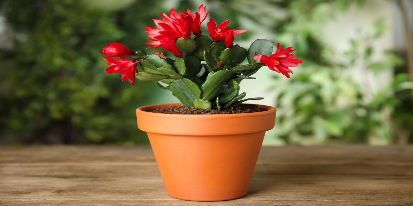 calathea dracaena fatsia ficus Calathea Concinna Freddie | 13cm Pot | Pet Friendly House Plant main image 0