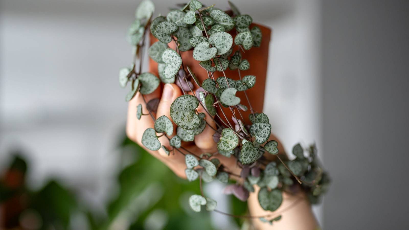 Houseplant Trends: The 5 Best Trailing Plants to Elevate Your Indoor Space