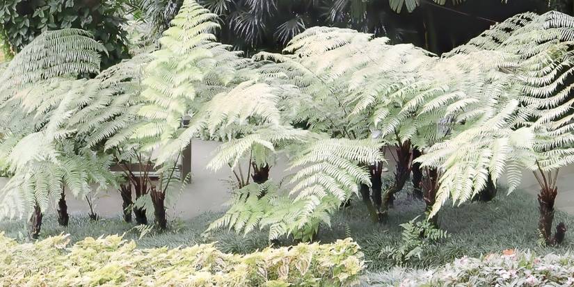 7 Non-Tree Plants That Bring Major Landscaping Drama