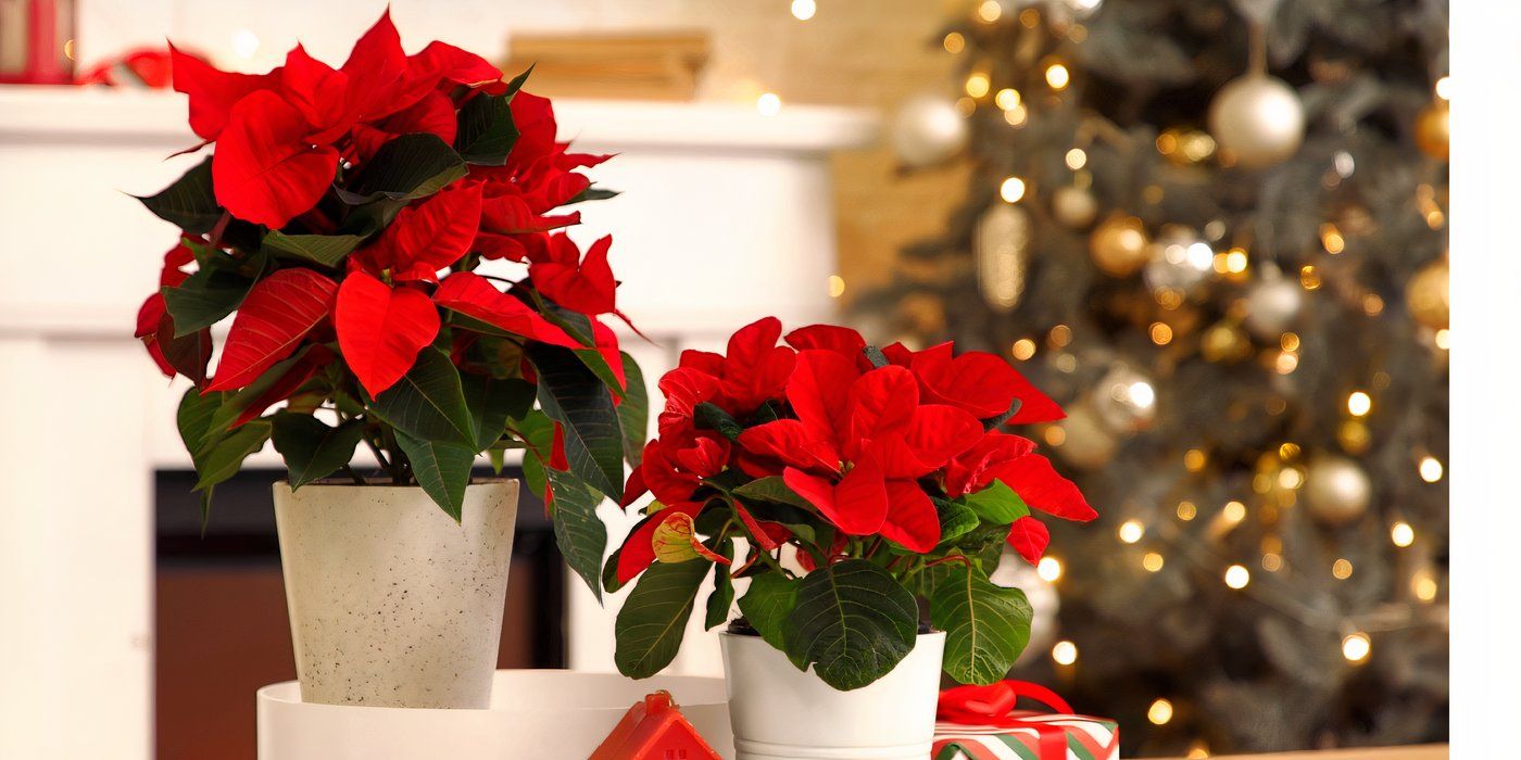 8 Festive Houseplants for a Lush Christmas Display