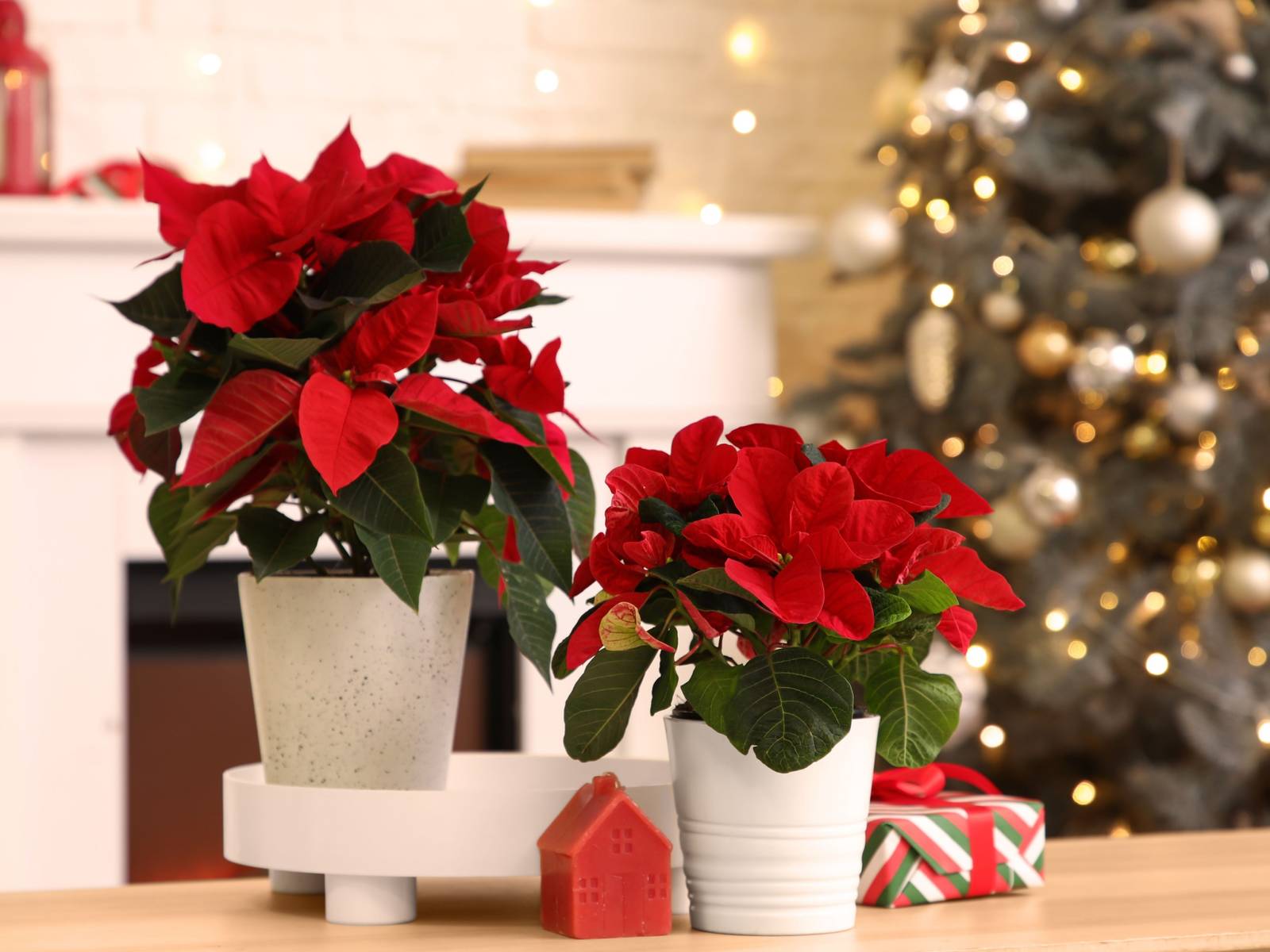Why Poinsettias Became the Ultimate December Icon