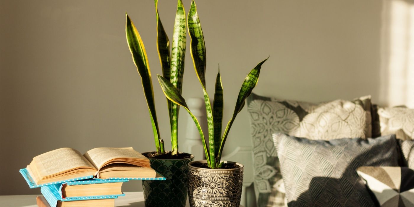 8 Houseplants That Embody the Dark Academia Aesthetic